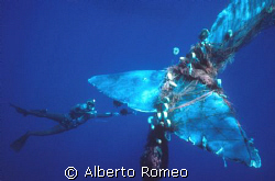 MEETING WITH BIG SPERMWALE TRAPPED IN THE NETS.
I, my wi... by Alberto Romeo 